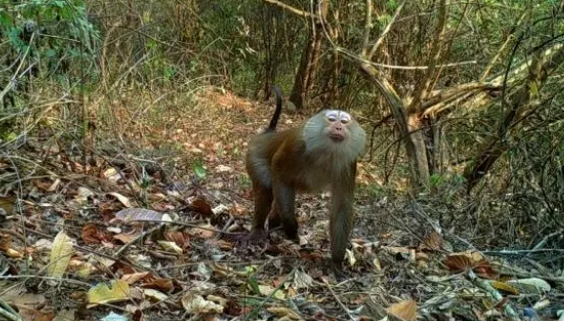 云南龙陵拍摄到北豚尾猴活动珍贵画面