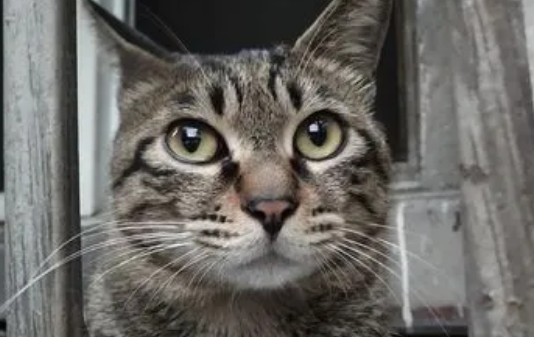 狸花猫长什么样子 狸花猫长什么样子
