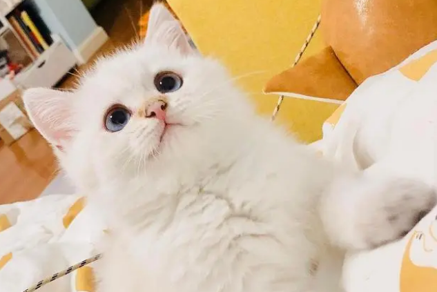 金点猫长什么样图片 金点猫长什么样图片