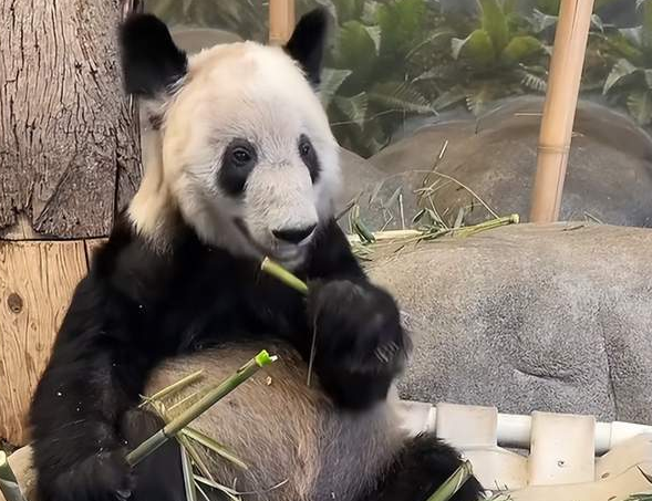 美国拒绝归还大熊猫后续如何处理 美国拒绝归还大熊猫后续如何处理