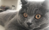 猫咪为什么眼睛会变形