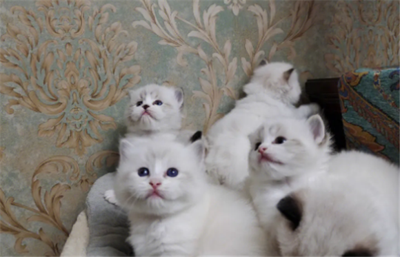 刚出生的奶猫人工怎么喂养