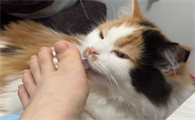 猫咪拼命蹭脚是为什么原因