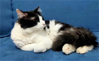 猫咪养得出感情吗为什么呢