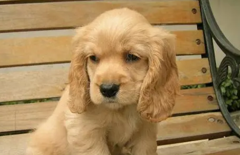 英国可卡犬狗粮该如何选择