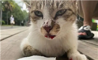 猫咪为什么会带血呢