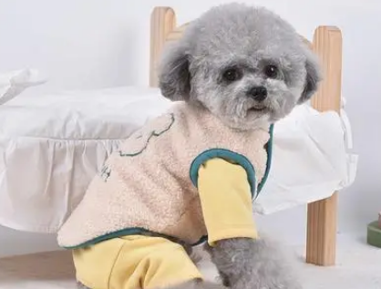 趣派宠物衣服怎么样？一文告诉你