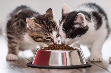 艾诺琪猫粮多少钱一袋 艾诺琪猫粮多少钱一袋