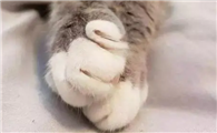 猫咪右爪子为什么老是抽筋呢