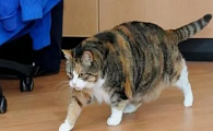 猫咪走路脚掌撑开是怎么回事