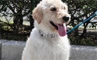 别再执迷!米克斯犬的可爱度绝不输纯种