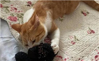 猫为什么会抓着东西叫呢