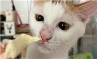 猫咪为什么喜欢吃馒头啊