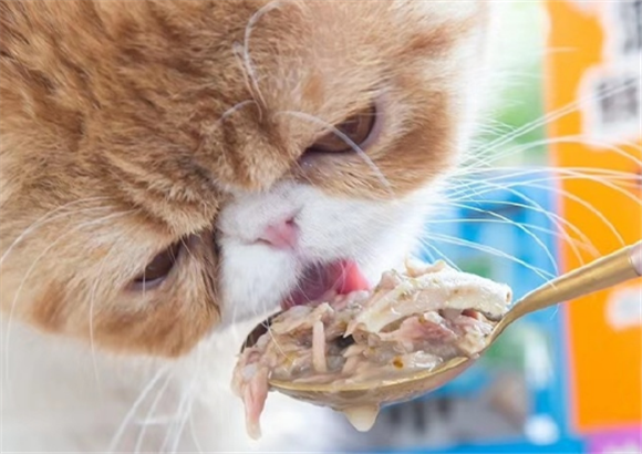 渔晓吃喵餐包，猫咪吃肉肉的好选择！