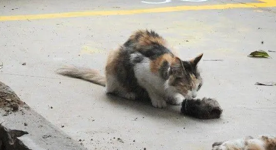 喂流浪猫一年了不想喂了