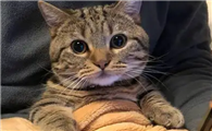 猫咪冬天为什么不让抱啊