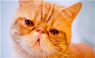 猫咪哭了为什么会叫呢