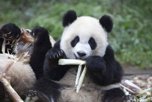 熊猫吃的食物有哪些