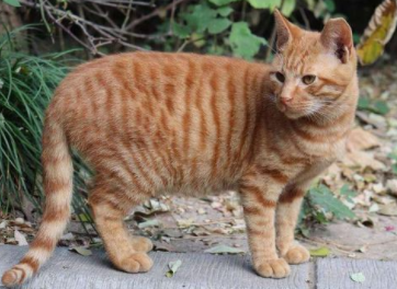 长毛橘猫品种分类图