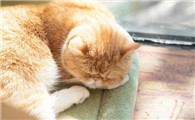 猫为什么睡觉不会醒过来