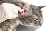 猫咪耳朵里面特别脏怎么回事