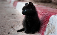 玄猫纯种幼崽多少钱一只正常价