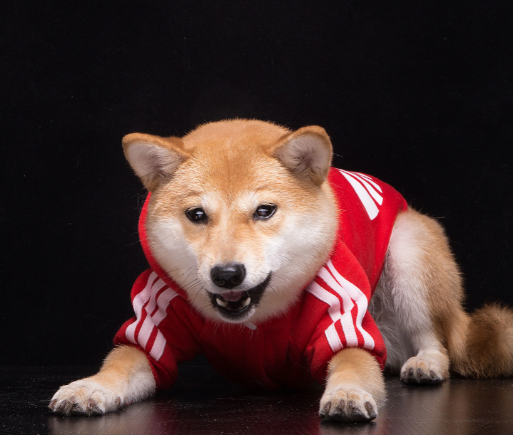 如何防止柴犬丢失的方法