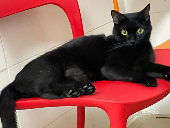 玄猫的特征介绍