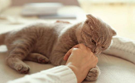 猫咪为什么会被人抓住不放