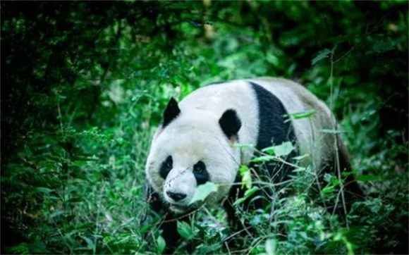 科普：国宝大熊猫的生活习惯？