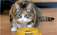 猫咪为什么要自己吃饭呢怎么回事