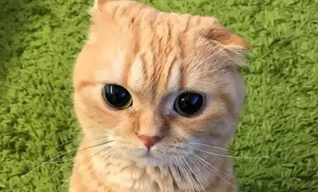 为什么有的橘猫也是折耳 为什么有的橘猫也是折耳
