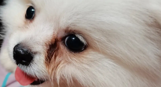 博美犬有泪痕吗为什么