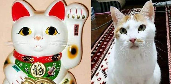 猫咪俗称招财猫