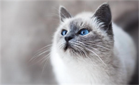 猫咪眼睛为什么灵敏呢