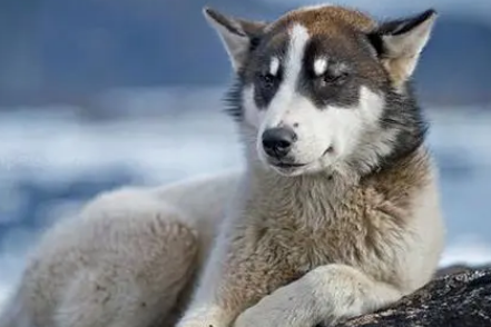 格陵兰犬为什么没人养？不妨来看看吧