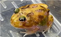 角蛙害怕的表现