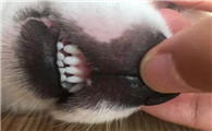 为什么狗牙齿抖动啊
