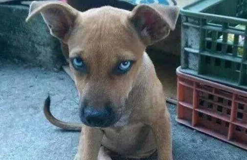 土狗凶不凶看哪里 土狗凶不凶看哪里