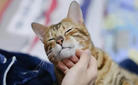 猫咪为什么爱蹭头发