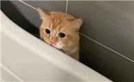 猫咪为什么喜欢小角落呢