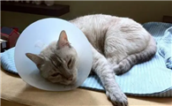 猫咪为什么会脱肛呢