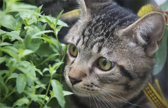 狸花猫分布在哪里 狸花猫分布在哪里