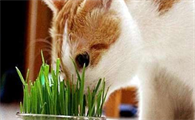 猫咪为什么会啃草根呢