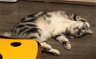 猫咪为什么会有奇怪动作呢