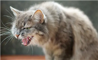 猫咪为什么总是会咳嗽啊