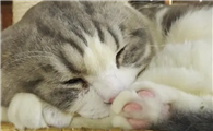 猫咪为什么喜欢闻臭臭的啊