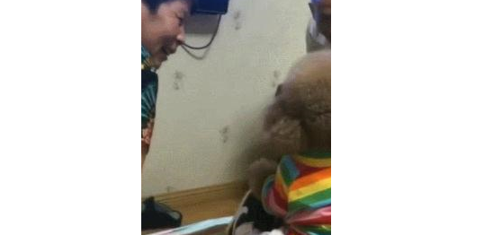 两只泰迪看电视，爷爷奶奶一脸慈爱，就像看俩大孙子似的 