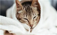 猫咪为什么醒得早呢