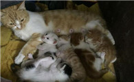 猫为什么讨厌猫仔